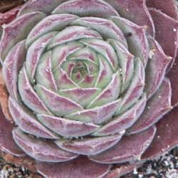 Sempervivum - Dachwurz - Hauswurz